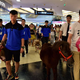 Two horses and an Alaskan Malamute walking in the mall.